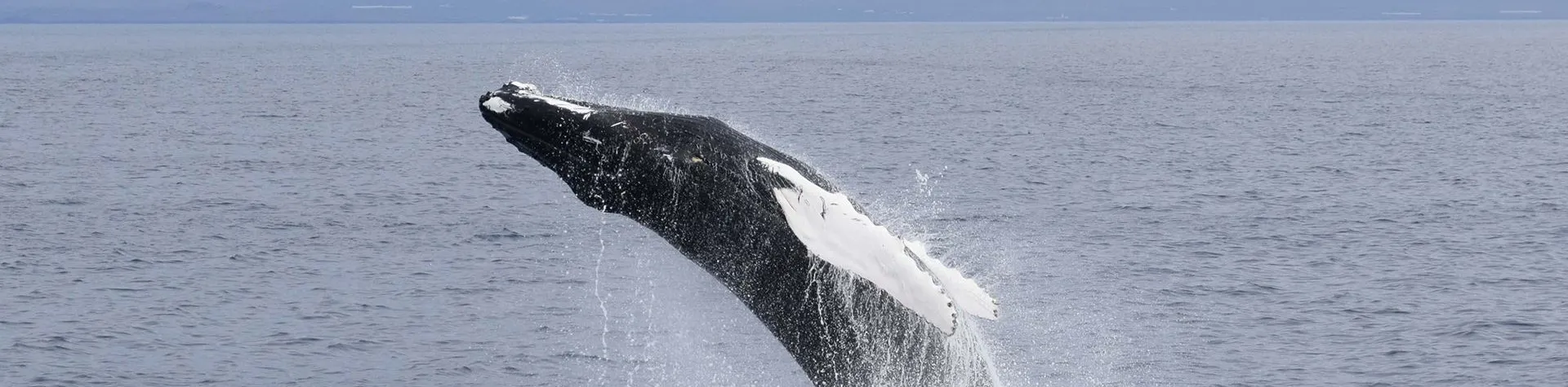 Whale Watching by RIB Boat (10:00/3 hrs) (T07)