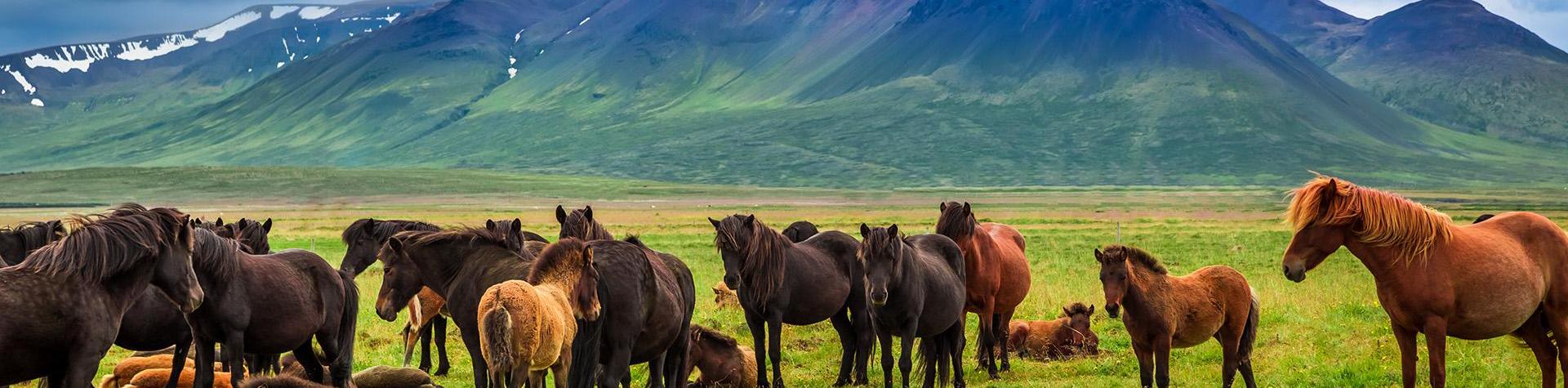 Horses in nature, Iceland.