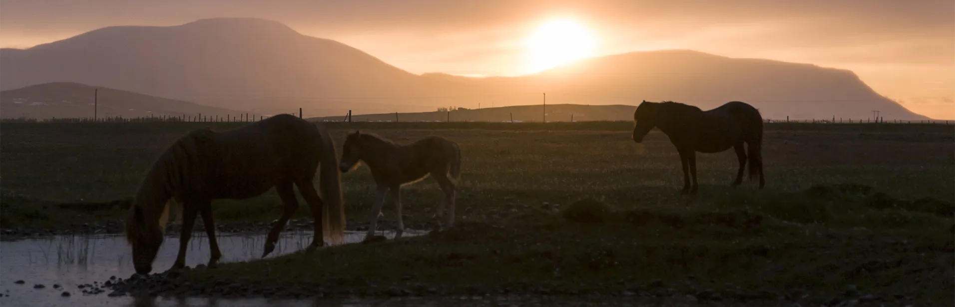 icelandshorse, iceland