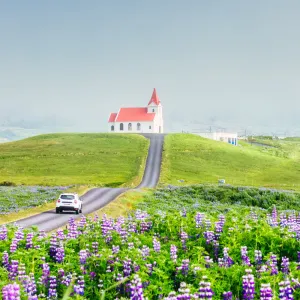 Ingjaldshólskirkja amid lupine fields and mist, Snæfellsnes, Iceland.