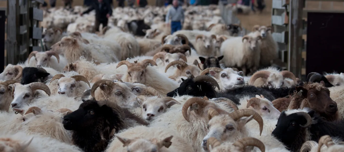 Round-up of sheep, Rettír in Iceland. 