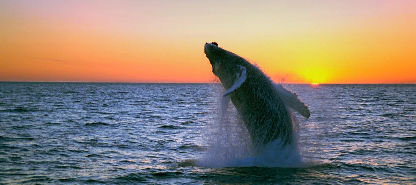 Whale watching in summer in Húsavik, Iceland