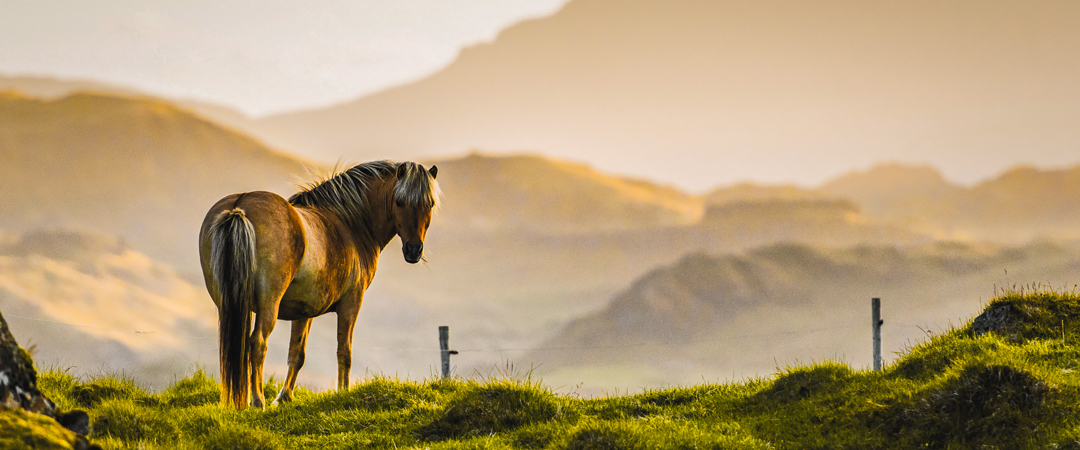 Icelandic horse in Iceland.